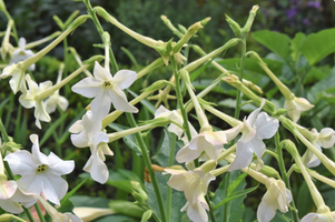 Nicotiana alata