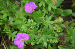 Geranium sanguineum 'Shephards Warning'