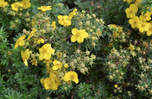 Hypericum kalmianum 'Gemo'