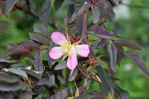 Rosa glauca