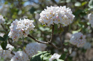 Viburnum × carlcephalum 'Cayuga'