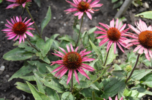 Echinacea purpurea 'Lilliput'