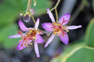 Tricyrtis formosana 'Samurai'