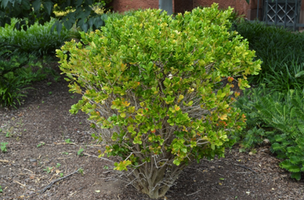 Buxus harlandii