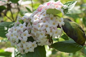 Viburnum × juddii