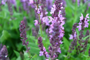 Salvia nemorosa 'Bumbleberry'