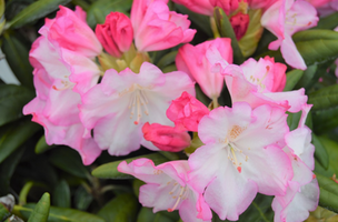 Rhododendron 'Ken Janeck'