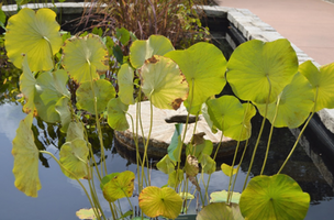 Nelumbo lutea