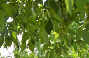 Carpinus caroliniana