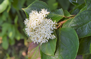 Cornus pumila