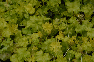 Heuchera 'Lime Ruffles'