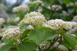 Viburnum dilatatum 'Asian Beauty'