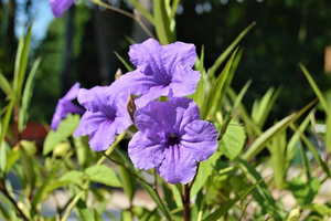 Ruellia simplex 'Purple Showers'