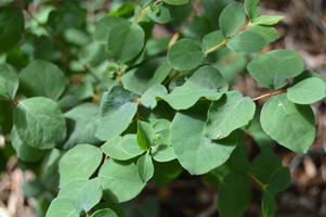 Symphoricarpos 'Proud Berry'