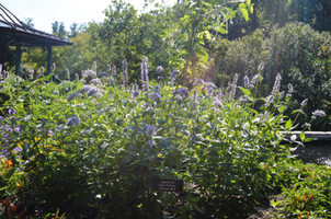 Agastache 'Blue Fortune'