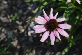 Echinacea tennesseensis