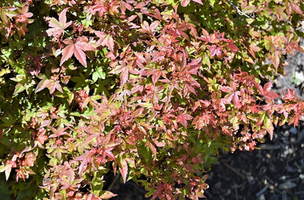 Acer palmatum 'Beni Hime'