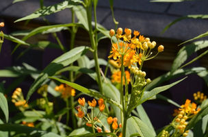 Asclepias curassavica 'Silky Gold'