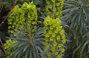 Euphorbia characias subsp. wulfenii