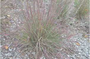 Schizachyrium scoparium 'The Blues'