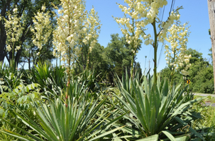 Yucca filamentosa