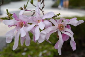 Magnolia × loebneri 'Leonard Messel'