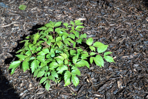 Astilbe × arendsii 'Fanal'