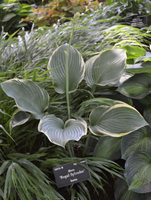 Hosta 'Regal Splendor'