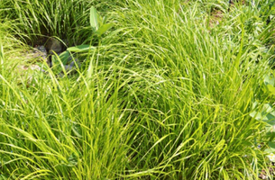 Calamagrostis brachytricha