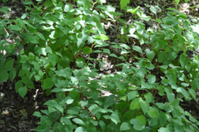 Epimedium grandiflorum 'Queen Esta'