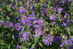 Symphyotrichum laeve