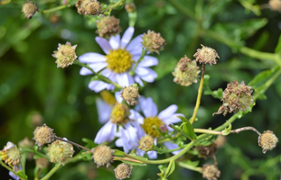 Kalimeris incisa 'Blue Star'