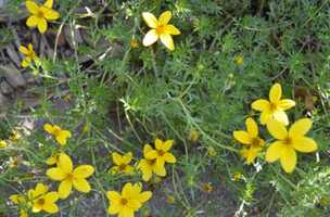 Biden ferulifolia 'Peter's Gold Carpet'