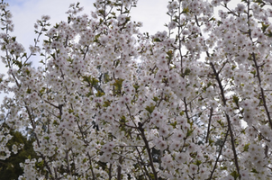 Prunus 'Snow Goose'