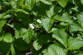 Fragaria vesca 'Alexandra'