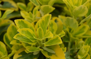 Euonymus japonicus 'Aureomarginatus'