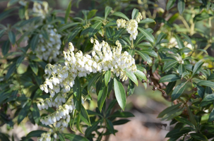 Pieris japonica 'White Water'