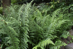 Dryopteris goldiana