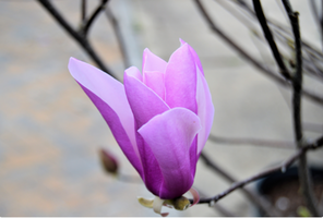 Magnolia 'Jane'