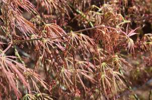 Acer palmatum 'Dissectum'