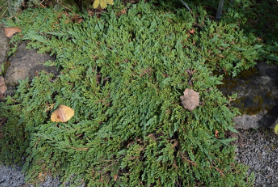 Juniperus horizontalis 'Pancake'