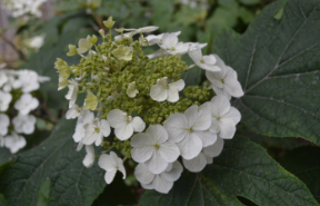 Hydrangea quercifolia