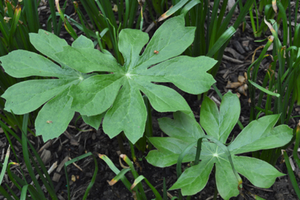 Podophyllum peltatum