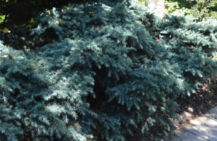 Cedrus deodara 'Prostrate Beauty'