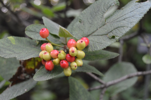 Viburnum lantana 'Variegatum'