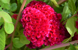 Celosia argentea var. cristata