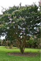 Lagerstroemia 'Yuma'