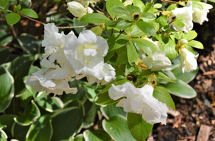 Rhododendron 'Helen Curtis'