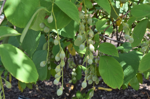 Styrax obassia