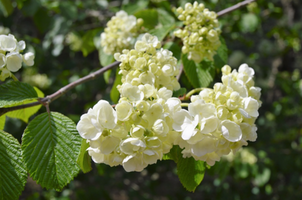 Viburnum plicatum f. plicatum 'Popcorn'